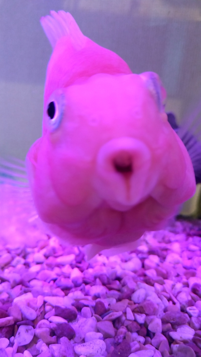 パロットキス（熱帯魚 パロット）アクアリウム自慢 | 金魚・メダカ