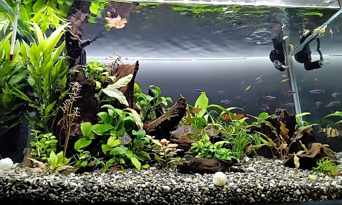 フルリセットしました。（熱帯魚 グッピー.コリドラスその他