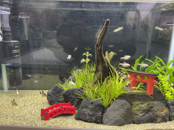 ブラックファントムテトラの魚種プロフィール