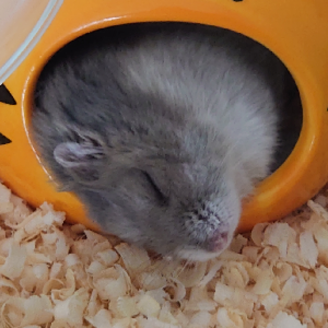 楽しい（ハムスター：ジャンガリアン）Small Animal Life｜うさぎ