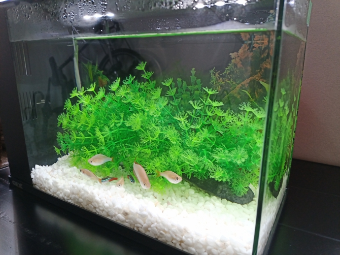 アクアリウム自慢：アーカイブ | 金魚・メダカ・熱帯魚用品のジェックス