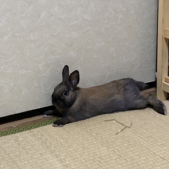ウサギ　うさぎ imgrc0107181886.jpg