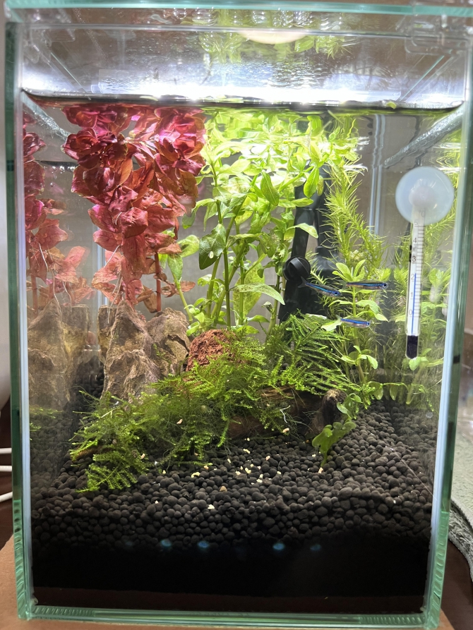 初めての水槽（150 plus）（熱帯魚 グリーンネオンテトラ