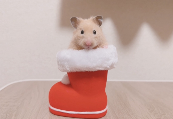 ぽてと