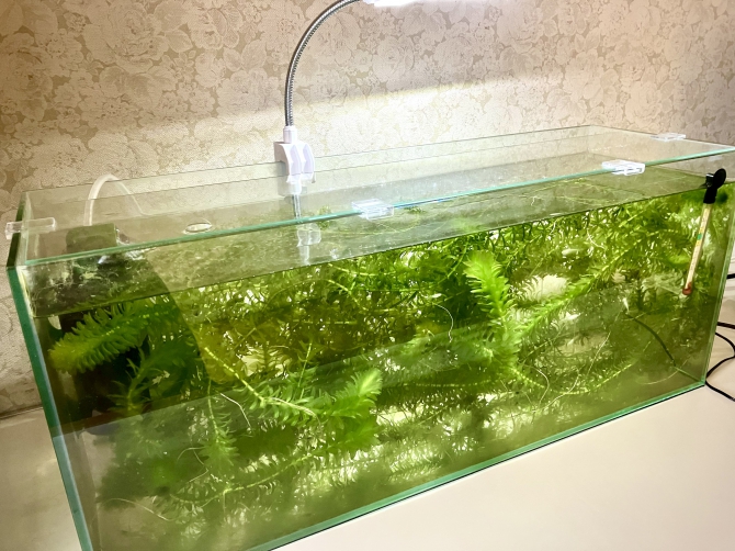 スッキリレイアウト（熱帯魚 メダカ、ミナミヌマエビ）アクアリウム