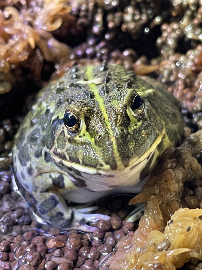 軍曹さん　[アフリカウシガエル]