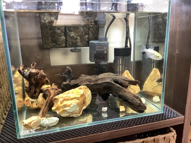 現地風レイアウト（熱帯魚 ブロンズパファー）アクアリウム自慢 | 金魚