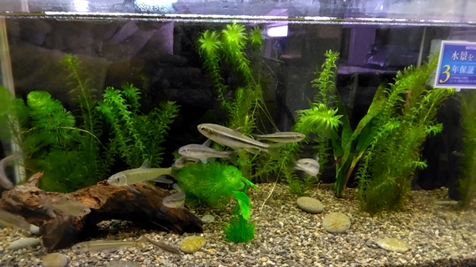 アクアリウム自慢：アーカイブ | 金魚・メダカ・熱帯魚用品のジェックス