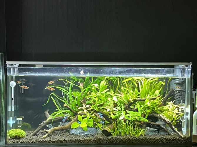 アクアリウム引退➁ アクアリウム引退➁の通販はau PAY マーケット