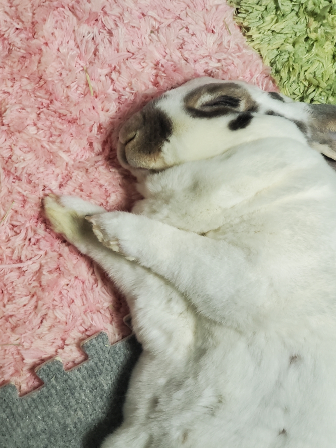 うさぎ ミニレッキス:Small Animal Life|うさぎ・ハムスター うさぎ ミニレッキス:Small Animal Life|うさぎ・ハムスター