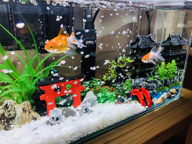 アクアリウム自慢：アーカイブ | 金魚・メダカ・熱帯魚用品の