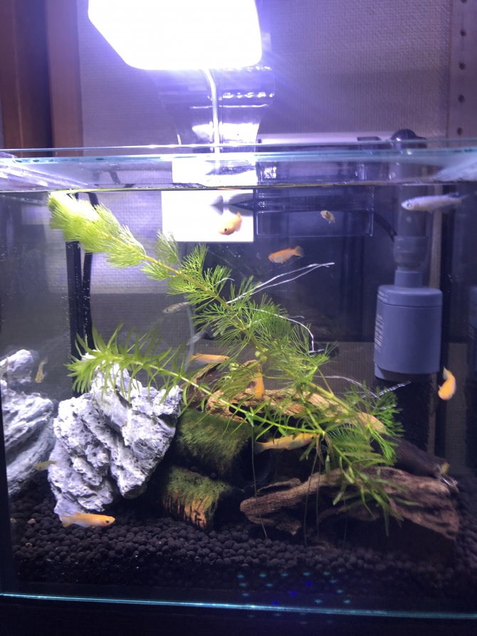アクアリウム自慢：アーカイブ | 金魚・メダカ・熱帯魚用品の