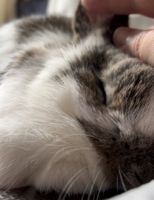 珀兎（はくと）