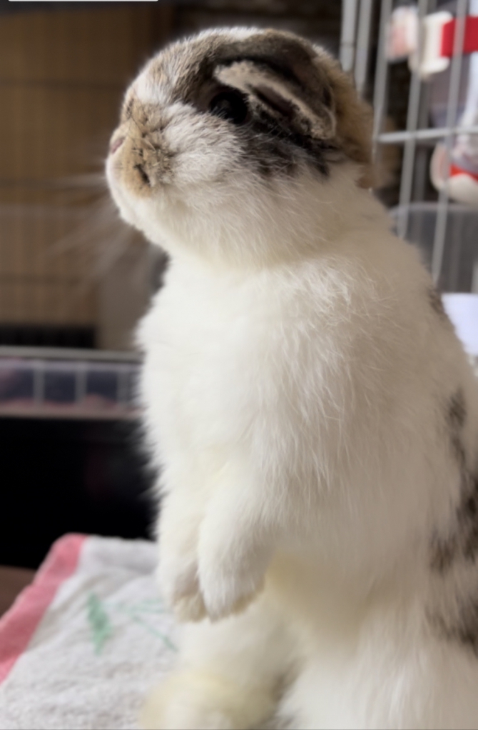 珀兎（はくと）