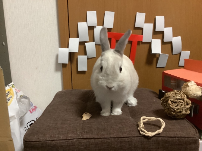才香うさぎ🐰来年の依頼受付中📣 (@us174207) / X