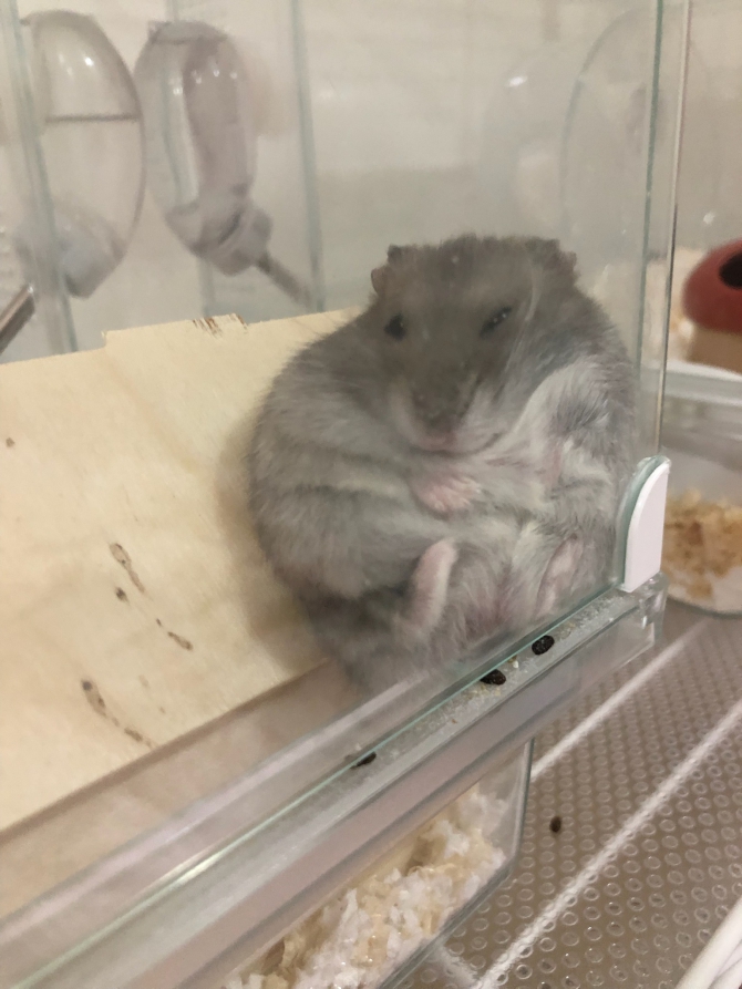 三段腹ハムスター（ハムスター：ジャンガリアン）Small Animal Life
