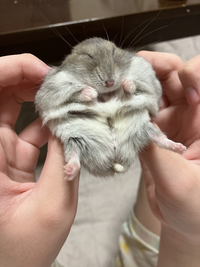 毛玉ハムスター（ハムスター：ジャンガリアン）Small Animal Life 