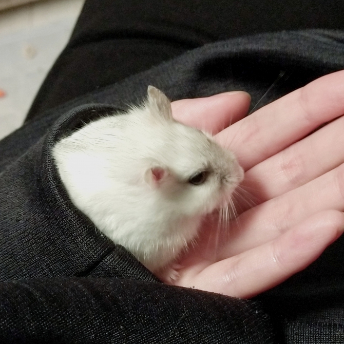 袖の中でかくれんぼ（ハムスター：ジャンガリアン）Small Animal Life