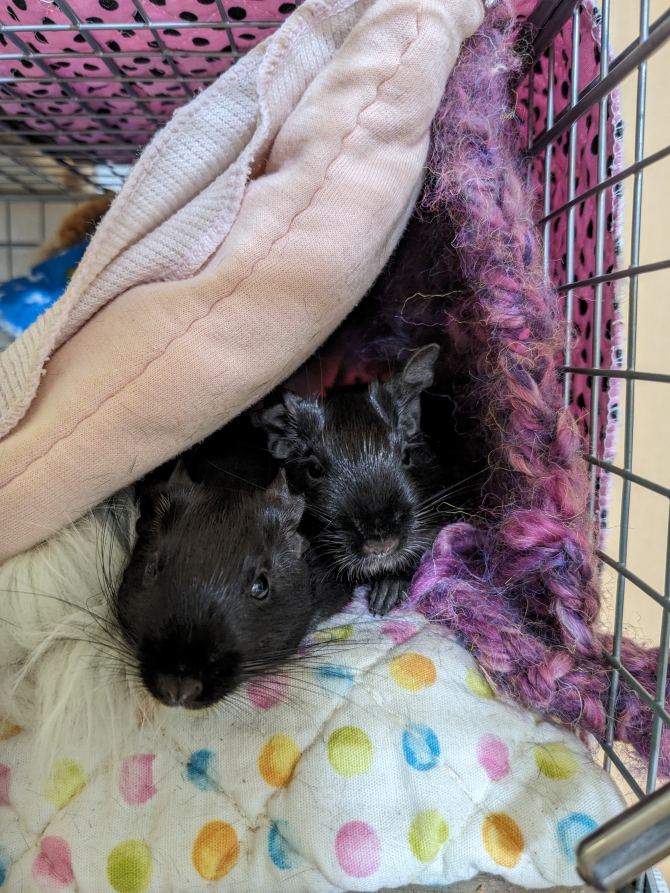 あんこ　さわこ