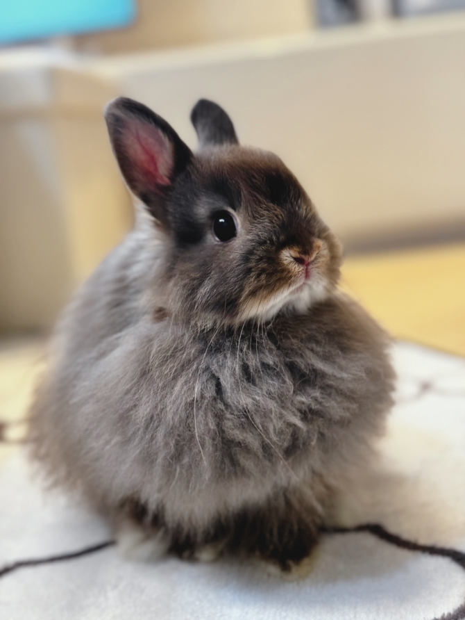 私のアイドル（うさぎ：ジャージーウーリー）Small Animal Life
