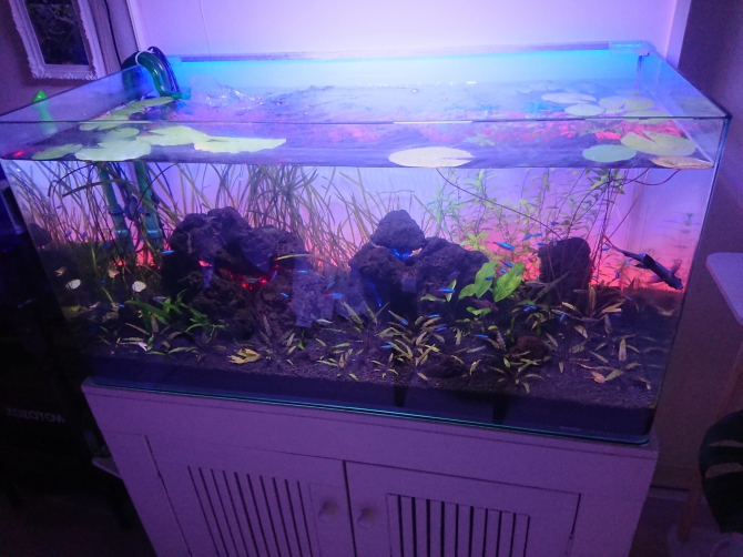 自作LEDバックスクリーン！（熱帯魚 レッドテールブラック