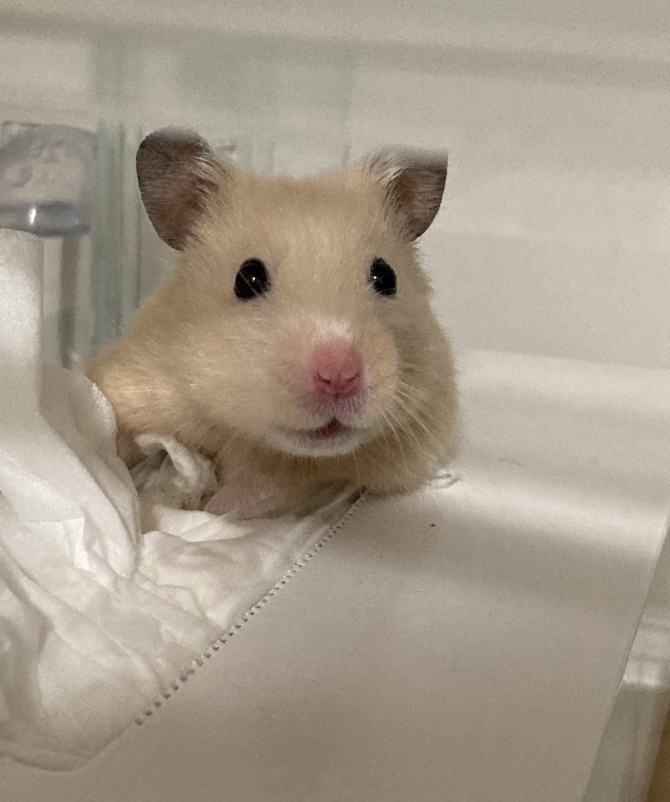 ガラピコ様 BUCATSTATE ハムスター 小動物 80 ブカスター 白 外箱