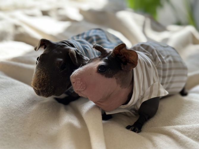 ピークロちゃん