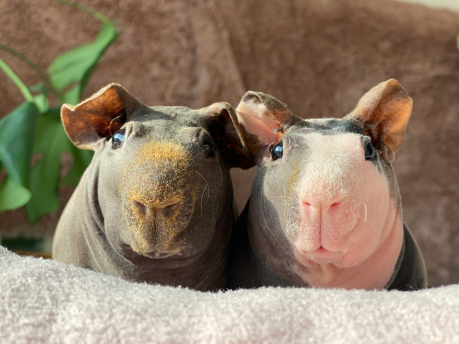 ピークロちゃん