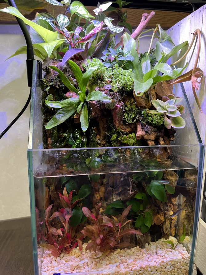 アクアテラポニックス!?（熱帯魚 グリーンネオンテトラ）アクアリウム