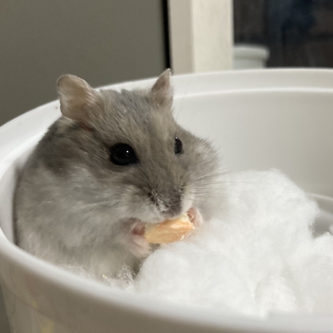 チャチャ