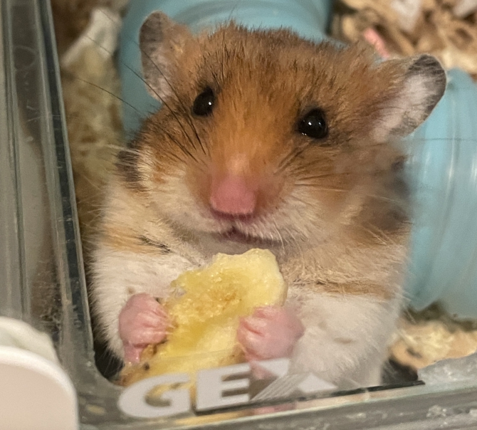 ぽんちゃん