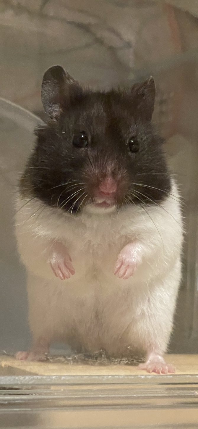 どんまる