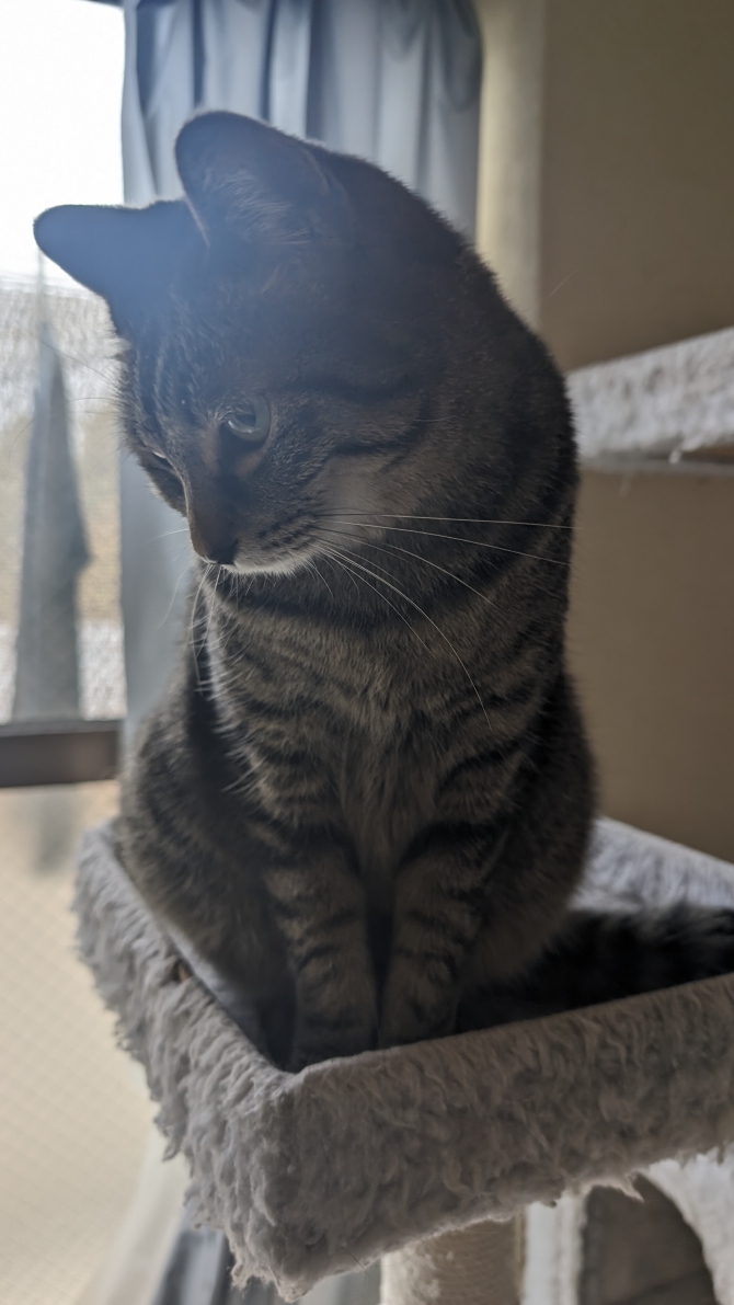 咲
