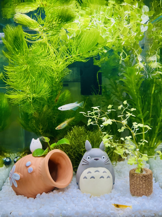 トトロの森