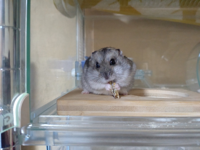 すー