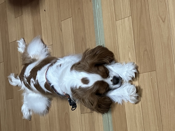 かのん