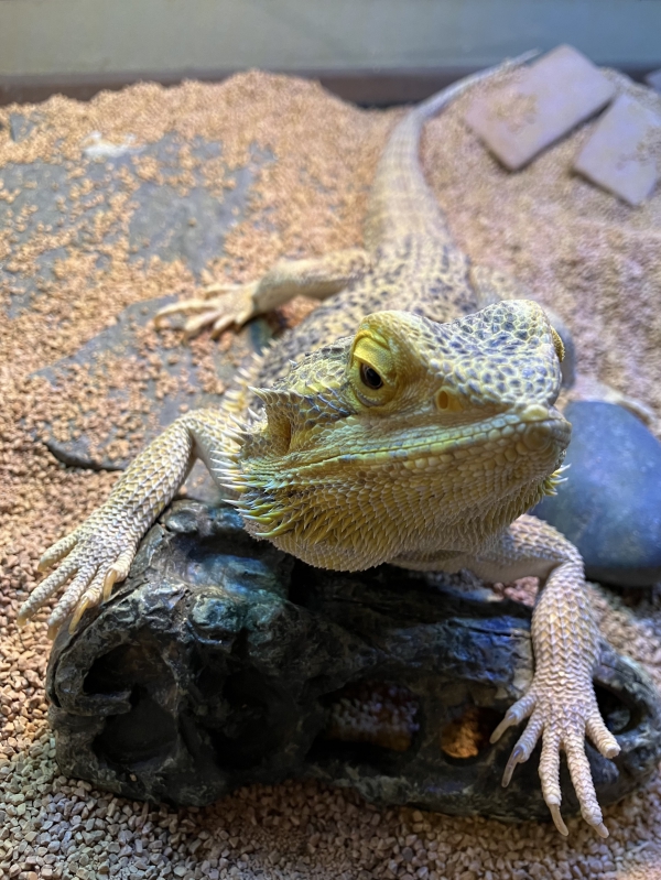 恐竜にのって