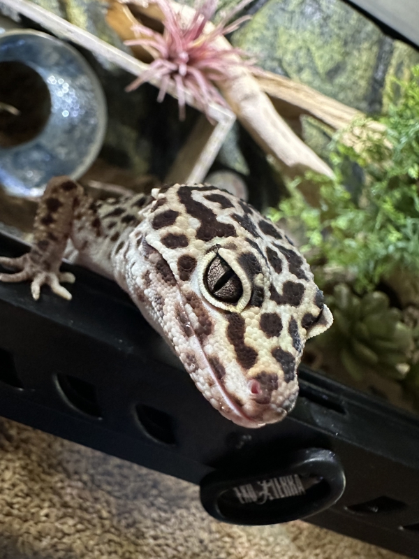 ごはんまだ？