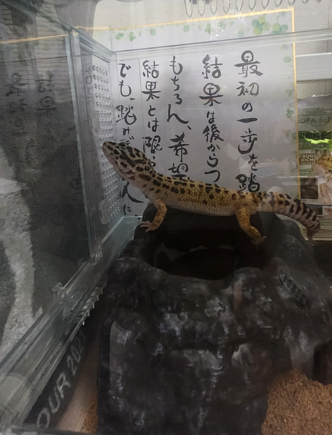 部屋の探索するぞ