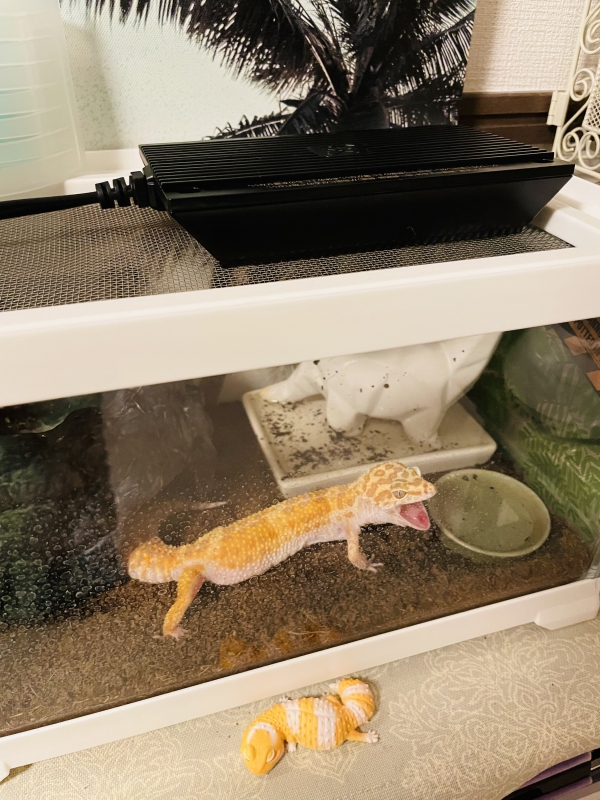 あったけぇ