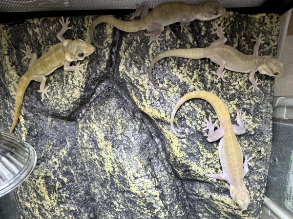 綺麗な色のヤモリ