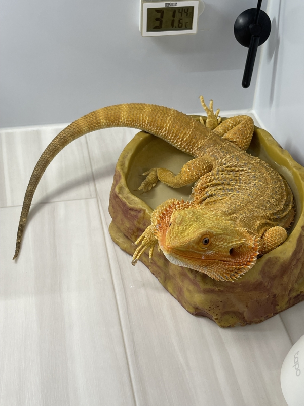 リアンちゃんの必需品
