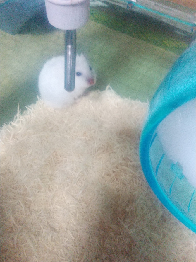 ユキちゃん