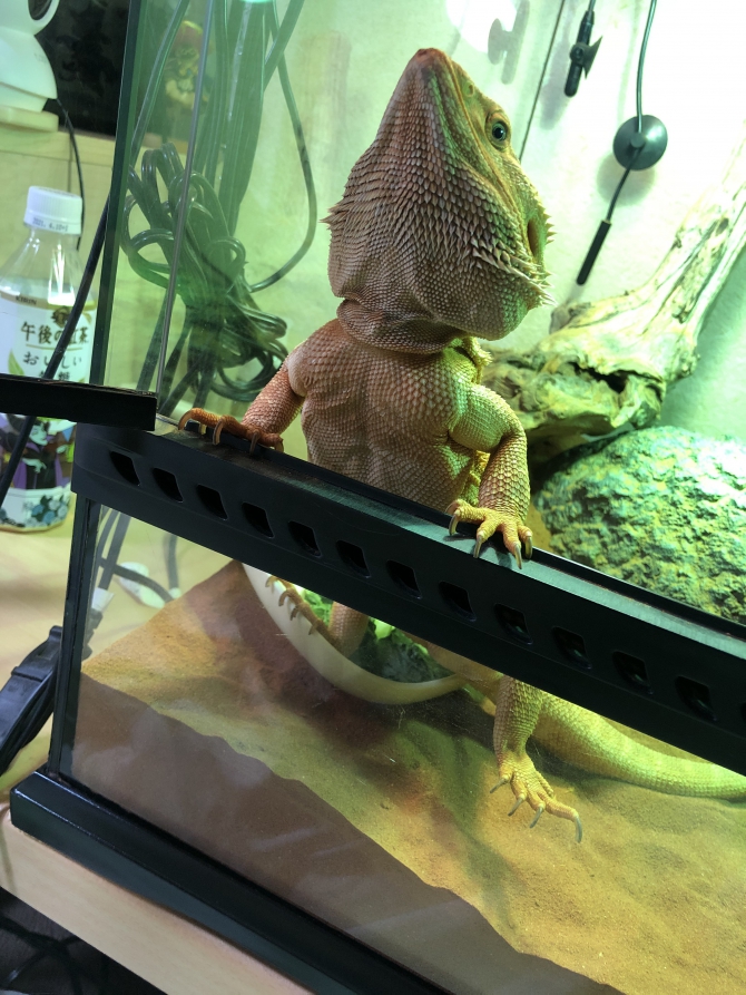 出せやい！