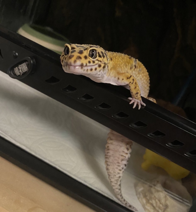 ご飯ですか？