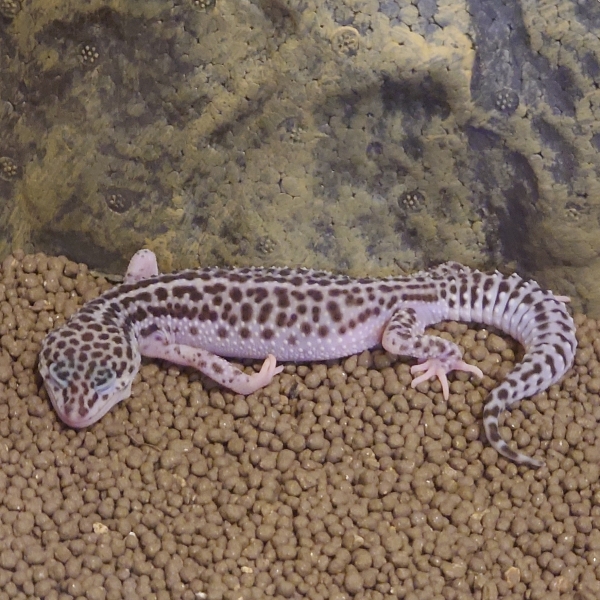 手がかわいい
