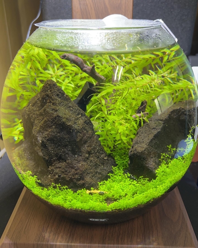 ハイブリットシユリンプと水草