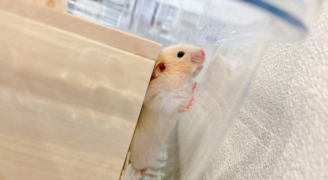 こむぎ