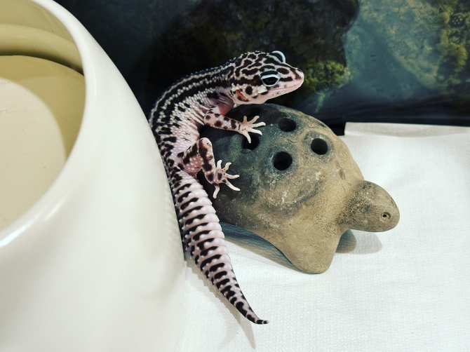 カメとテンテン
