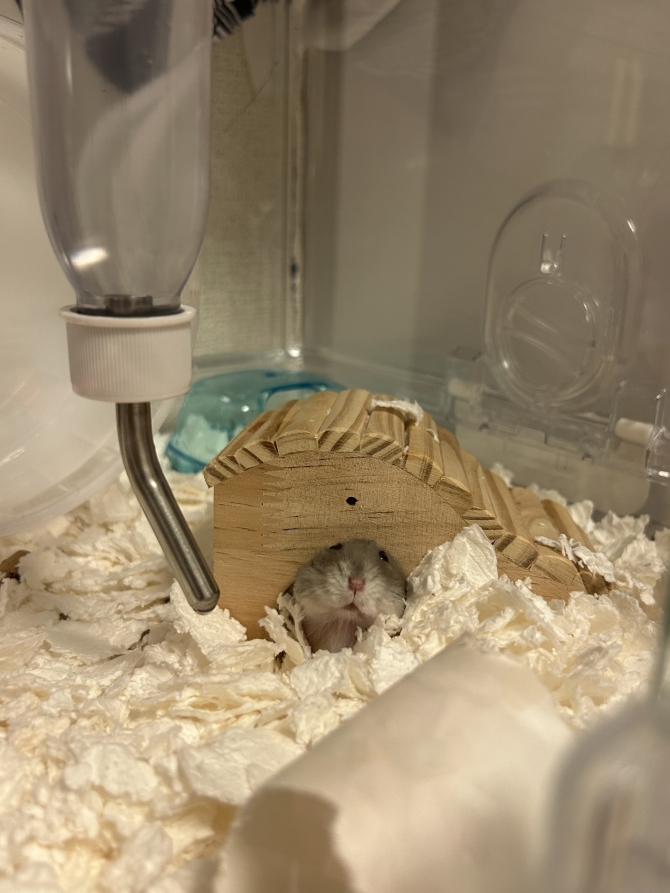 カムカム王子一世